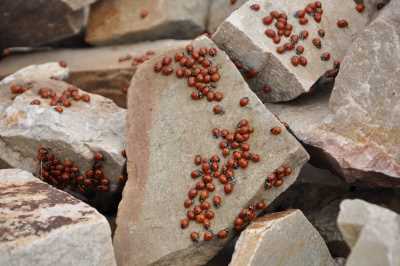 Uludaz Uğur Böcekleri